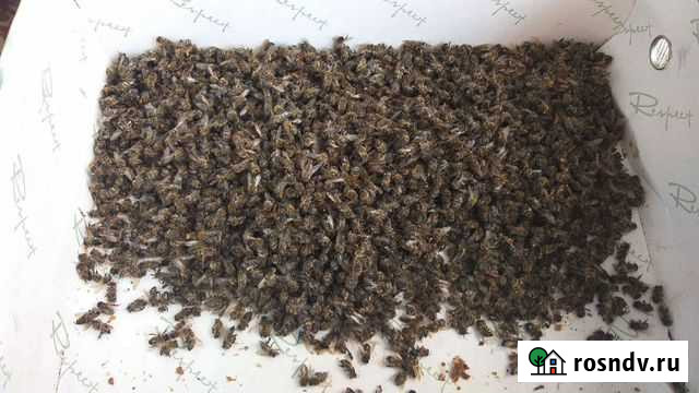 Пчелиный подмор Старый Оскол - изображение 1