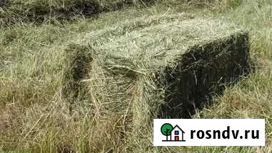 Сено в тюках Волгодонск - изображение 1