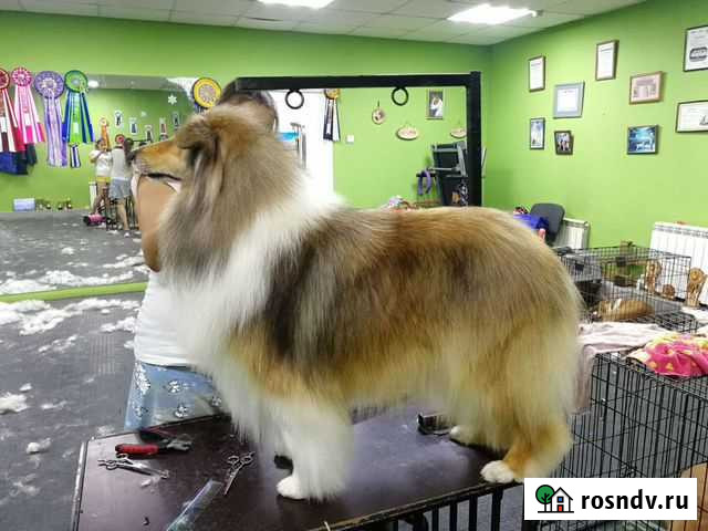 Мойка, груминг Хабаровск - изображение 1