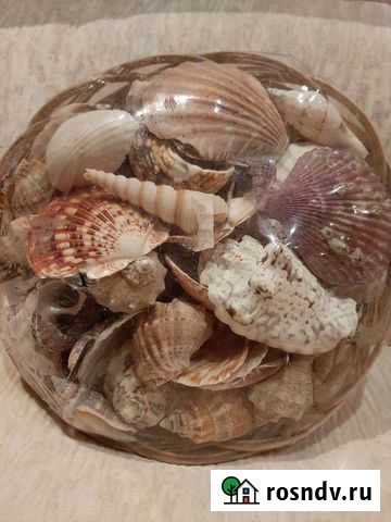 Ракушки (набор) Тюмень - изображение 1