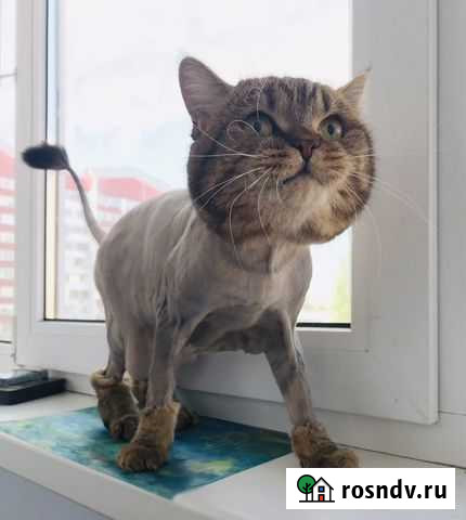 Стрижка Ваших кошек и котов/груминг Волжский - изображение 1