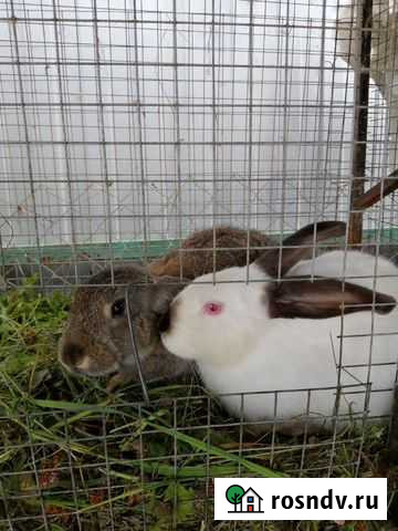 Кролики Егорьевск - изображение 1