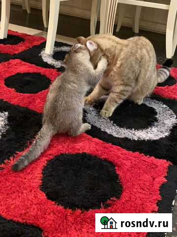 Передержка кошек Махачкала - изображение 1