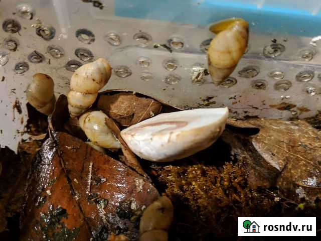 Улитки bulimilus Москва - изображение 1