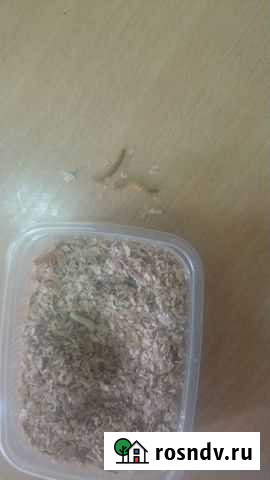 Мучной червяк Екатеринбург - изображение 1