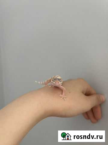 Ящерица эублефар Москва - изображение 1