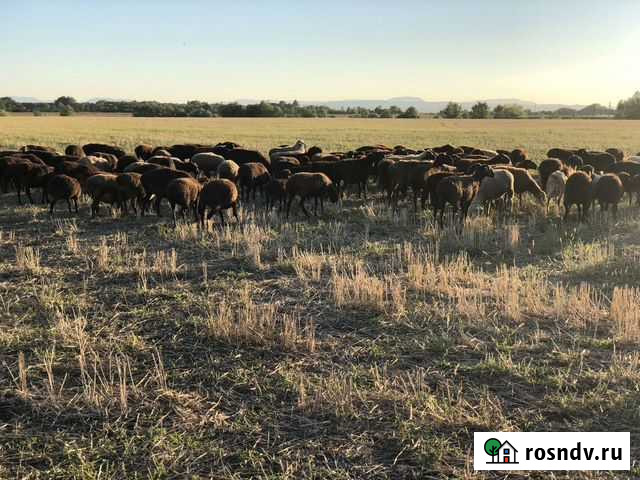 Барашки Новодмитриевская - изображение 1