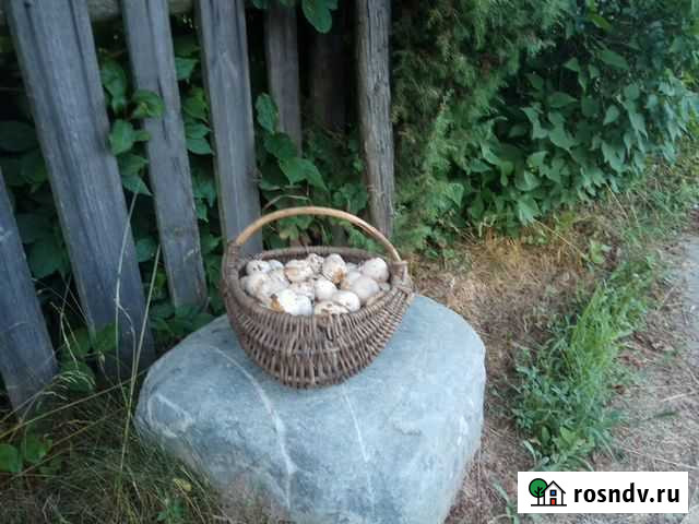 Гриб весёлка Мглин - изображение 1