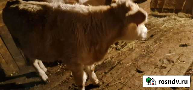 Телята бычки Бугуруслан - изображение 1