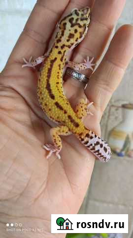 Гекконы эублефары, малыши, подростки и взрослые Москва - изображение 1