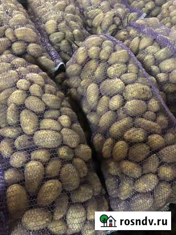 Картофель Брянск - изображение 1