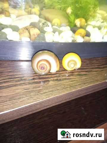 Улитки аквариумные Нижний Тагил - изображение 1