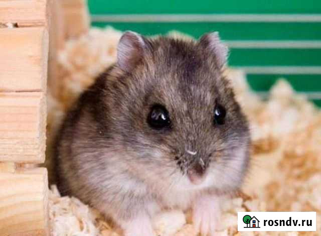 Джунгарский хомяк бесплатно Кемерово - изображение 1