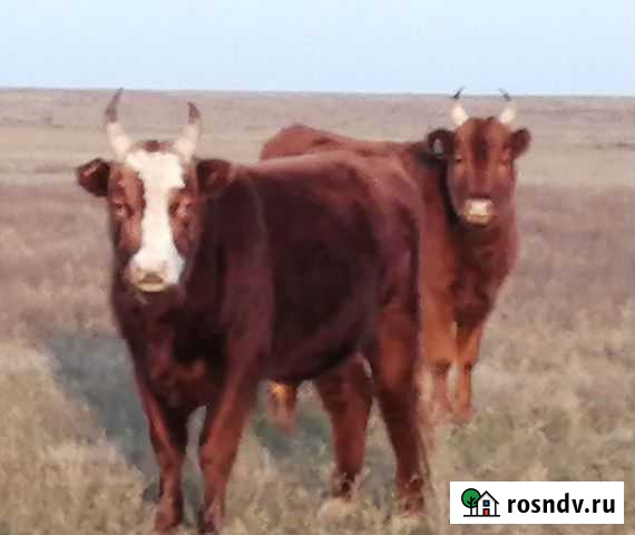 Бык на племя Большой Царын - изображение 1