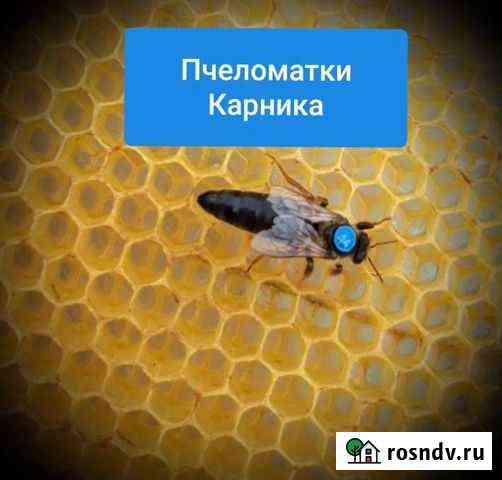 Пчеломатка Карника Михайловка
