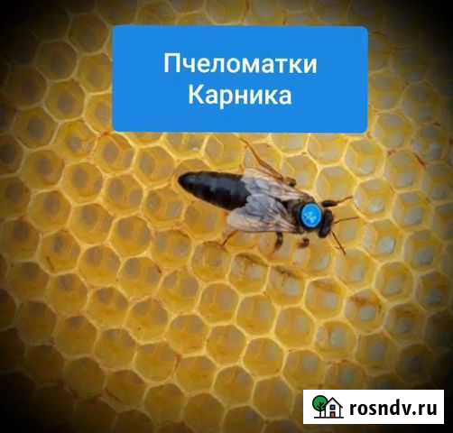 Пчеломатка Карника Михайловка - изображение 1