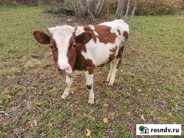 Тёлка годовалая, нетель Плюсса - изображение 1