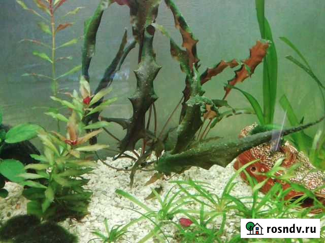 Аквариум 50 литров Волгоград - изображение 1