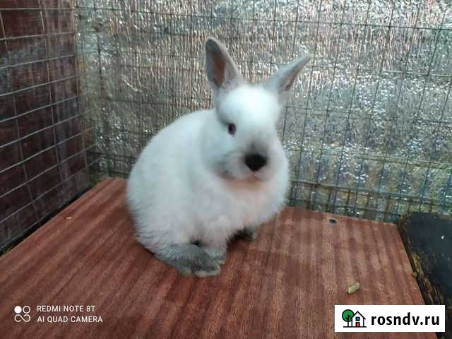 Кролик Петровск - изображение 1