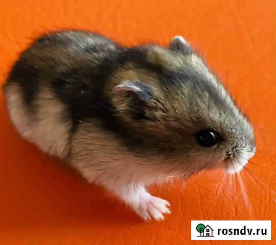 Джунгарский хомяк Сочи - изображение 1