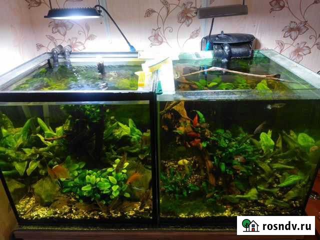 Аквариум Каменск-Уральский - изображение 1