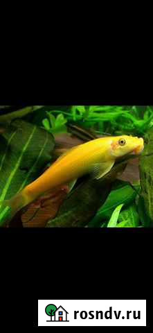 Сом Гиринохейлус Нижний Новгород - изображение 1