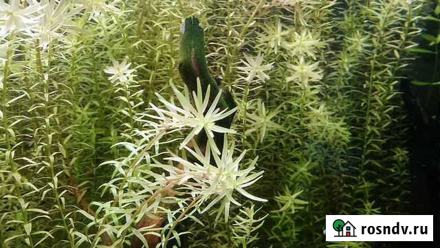 Креветка вишня. Меченосцы молодь Братск - изображение 1