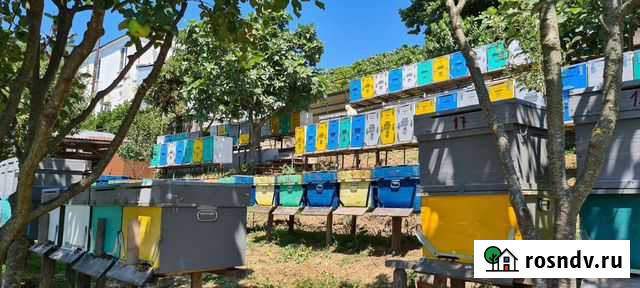 Пасека,Пчеловодство,готовый бизнес Сочи - изображение 1