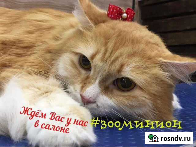 Экспресс линька Москва - изображение 1