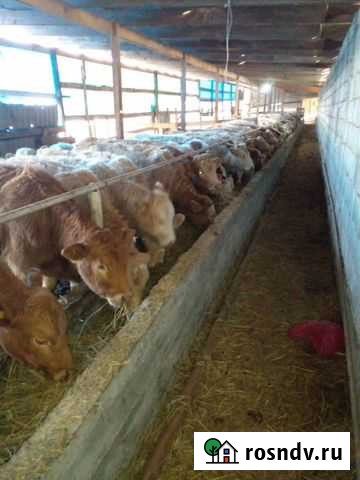 Продается готовый бизнес. Ферма Каспийск - изображение 1