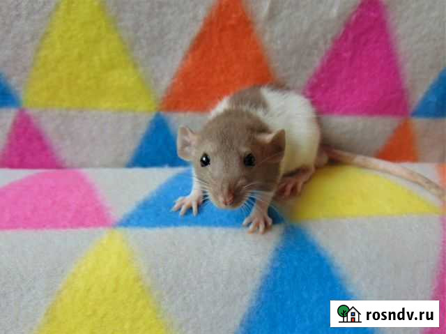Крысы, крысята дамбо,клетки, гамак в подарок Санкт-Петербург - изображение 1