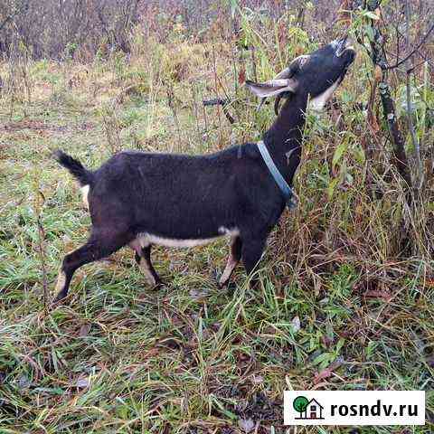 Коза Новокузнецк
