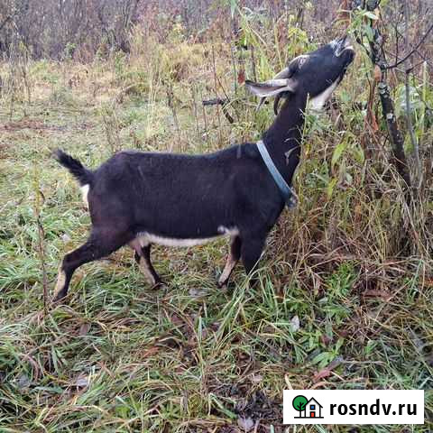 Коза Новокузнецк - изображение 1