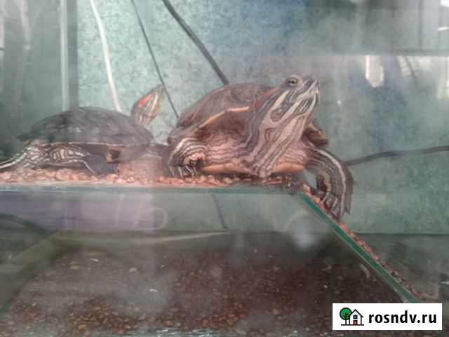 Красноухая черепаха с аквариумом Юрюзань - изображение 1