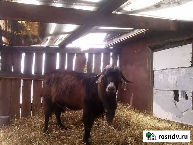 Козёл на огул Белогорск - изображение 1