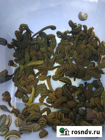 Пиявка апт Киров - изображение 1