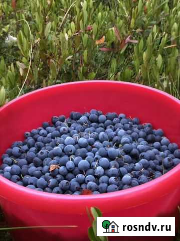 Голубика Усинск - изображение 1