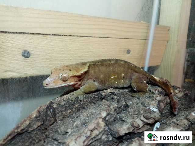 Геккон бананоед Ватутинки - изображение 1