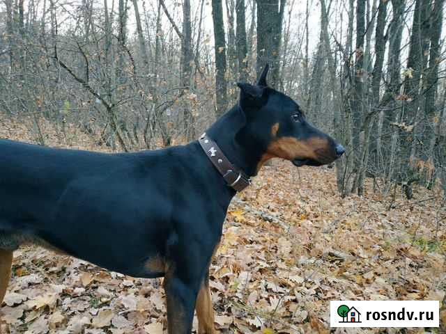 Передержка или просто выгул Северный - изображение 1