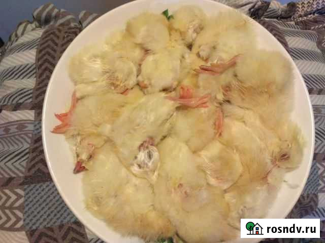 Суточные цыплята на корм животным Тула - изображение 1