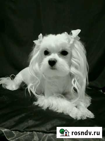 Стрижка собак Курск - изображение 1