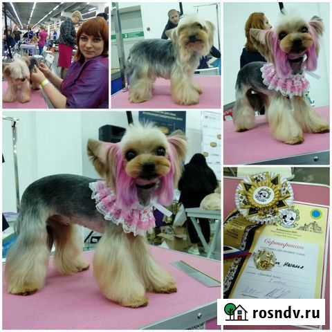 Стрижка собак Краснодар - изображение 1