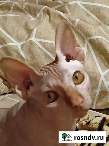 Канадский сфинкс вязка Светлый Яр - изображение 1