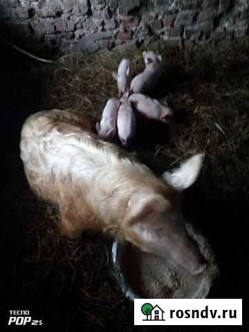 Примеси белковые для молочных поросят,меш,50кг Куйбышев - изображение 1