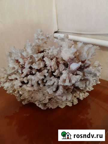 Большой коралл Подольск - изображение 1