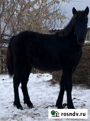Лошадь Кобылка Шелаболиха - изображение 1