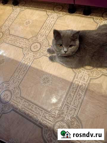 Британская кошка вязка Луховицы - изображение 1