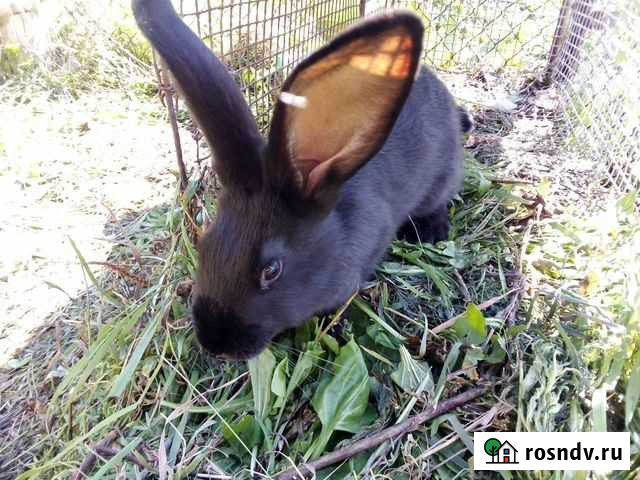 Волонтер девушка Тальменка - изображение 1