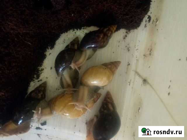 Улитка Новосибирск - изображение 1