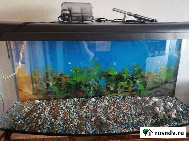 Аквариум Биробиджан - изображение 1